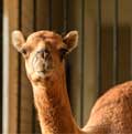 Camel at Walnut Creek Amish Flea Market in Holmes County near Sugarcreek,Ohio in Amish Country