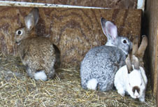 Meet our animals at the Walnut Creek Amish Flea Market in holmes County near Sugarcreek,Ohio in Amish Country,shop antiques