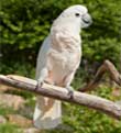 Cockatoo at Walnut Creek Amish Flea Market in Holmes County near Sugarcreek,Ohio in Amish Country