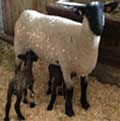 Sheep at Walnut Creek Amish Flea Market in Holmes County near Sugarcreek,Ohio in Amish Country