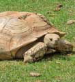 Tortoise at Walnut Creek Amish Flea Market in Holmes County near Sugarcreek,Ohio in Amish Country
